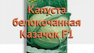 Капуста белокочанная Казачок F1 (kazachok f1) ? обзор: как сажать, семена капусты Казачок F1