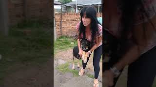 Levei para castrar