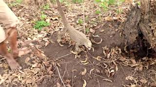 Primitive Technology Fascinating Show Find gaint monitar lizard in Land