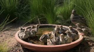 Gambel's Quail Chicks about 2 days old