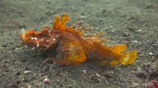 Devils of the Underworld - Spiny Devilfish
