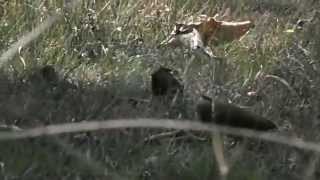 Woodpecker: Birds of Nepal