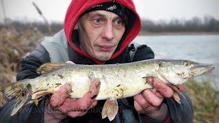 Wędkarstwo spinningowe w trudnych warunkach - szczupaki i okonie