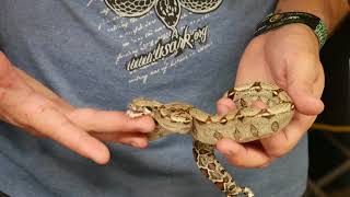 Pomona Reptile Super Show! 2018