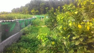 Vườn chim cu gáy tại LỚN NHẤT BA VÌ HN  cơ sở bán giống  các loại 01635305982