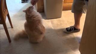 Sabo the cat dog!