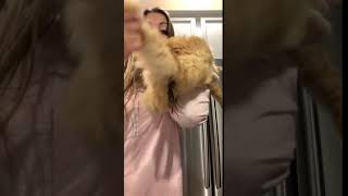 Girl is showing off cat and piece of poop is hanging from the cat.