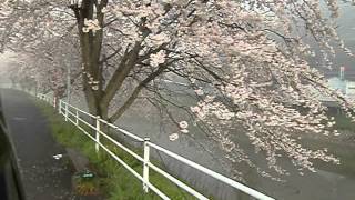 2012年　宇陀川の桜（奈良県宇陀市榛原） uda-shi nara japan