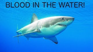 Are Most Shark Attacks Caused by Women on Their Periods?