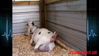 Funny Pig Mating Goat And Goat Giving Birth