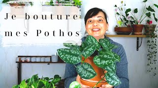 Bouturer le Pothos : multiplication de plantes d'intérieur (Scindapsus, Epipremnum Aureum)