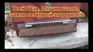 Улей Удав. Мышки шалят, ставлю летковый загродитель.