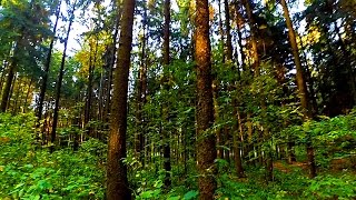 Лес. Русский Лес. Осенний Лес. Видео Лес. Прогулка по Лесу. Лесные Пейзажи. Футажи для видеомонтажа
