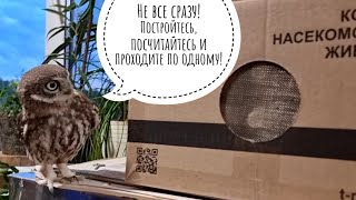 Распаковка вкусного для сов и рептилий от T-RexFood. Сыч Лучик принимает товар и считает поштучно