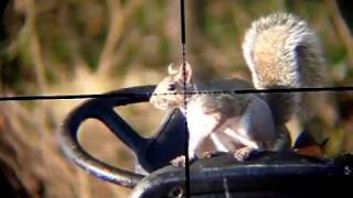 Air Rifle Hunting (Squirrel pest control) #2 #3