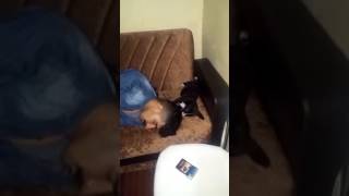 Köpekle sevişen adam:)
