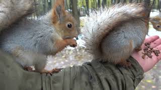 Ушастик и другие голодные белки. Такого ещё не было / Ushastik and other hungry squirrels