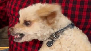 Elderly dog saved from shelter sings beautifully