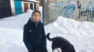 Учим собаку успокоению, когда пёс возбуждён и тянет | wd