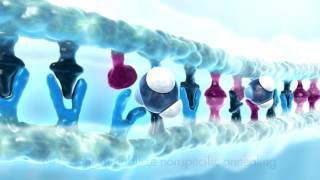 Watch QIAGEN's unique PCR buffer in action (updated version)