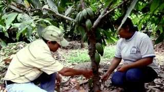 Cadena Productiva de Cacao Orgánico en Piura