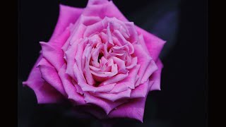 Как распускается роза Лолита Лемпика (Чайно гибридная)- Lolita Lempicka  (Meilland 1999)