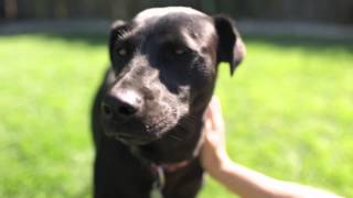 Talula’s Story: Elbow Dysplasia in Dogs | Healthy Paws Pet Insurance