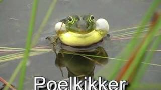 RAVON GROENE KIKKERS SOORTEN  FRIGGE EN DE KIKKERS