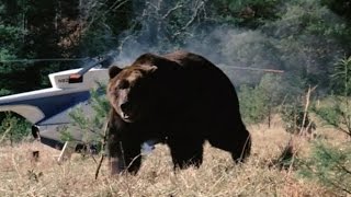 Grizzly (1976) HD - Srpski prevod
