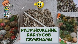 Размножение кактусов семенами в домашних условиях легко и просто. Моё пособие для начинающих