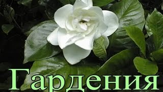 ГАРДЕНИЯ жасминовидная. Уход в домашних условиях