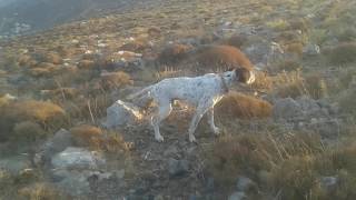 Pointer (Rivet) Kynigos .2