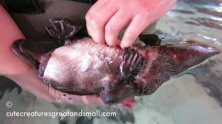 Tickling A Platypus
