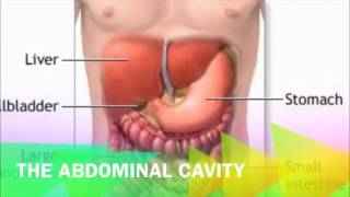 body cavities and planes