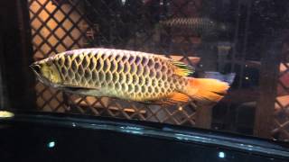 Malaysia Arowana Lighting Test