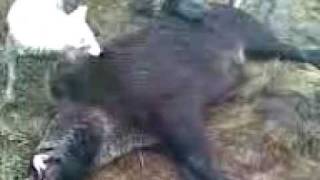 Охота на кабана. Кабан после выстрела 2 минуты