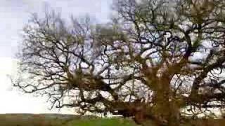 l'albero delle fate Quercia delle Checche Toscana