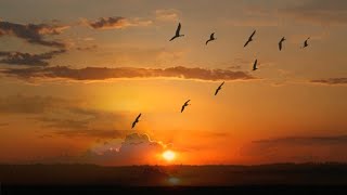 Nurу Halmamedov "Fly, cranes"
