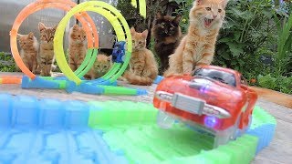 #Kittens Toy Cars dancing tango  Машинки танцуют танго Котята Кукушка #Koshlandia
