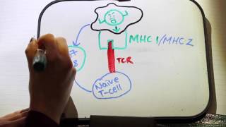 Naive t cell activation