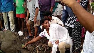 TRAIN ELEPHANT COLLUSION ON 06 07 2018 AT DIANA T E