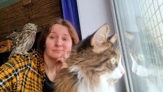 Сколько надо сов, чтобы накормить одну сойку?
