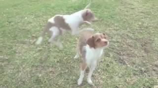 Удивительное и собаки Amazing and dogs