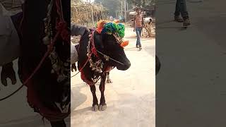 Six tango Wala gay ko ek baar jarur dekhe aur share kare aur subscribe jarur karen