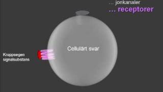 Läkemedels verkningsmekanismer