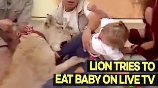 Lion Tries to EAT Baby on Live TV, ALMOST Succeeds
