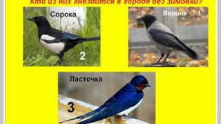 Занимательное ПРИРОДОВЕДЕНИЕ-1. Экспресс-тест.VOB
