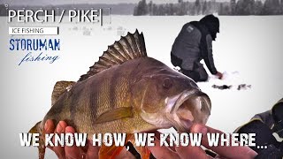 We know how, we know where! Perch and pike hunting by Storuman fishing. Winter edition.