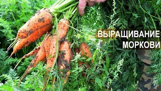 ВЫРАЩИВАНИЕ МОРКОВИ. КФХ Андрея Никитина