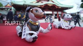 Man's best robo-friend: Sony dog owners celebrate beloved pets' birthdays in Tokyo